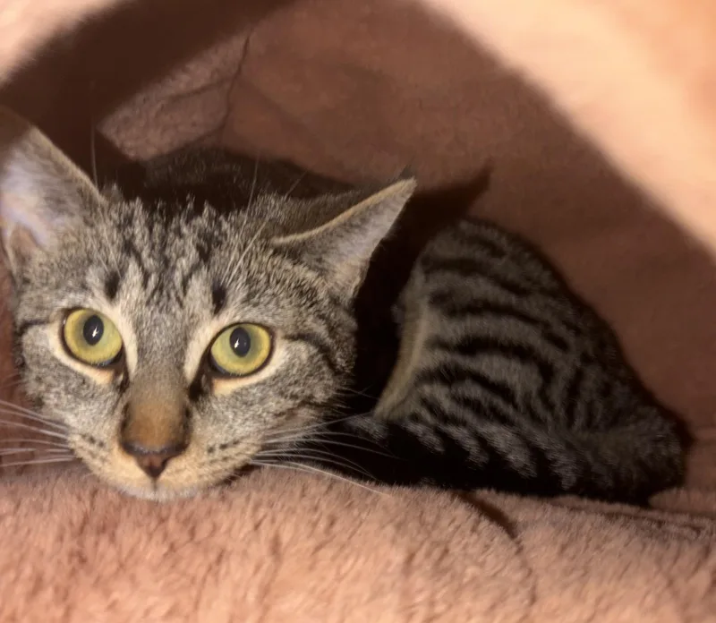 Savannah thumbnail 2