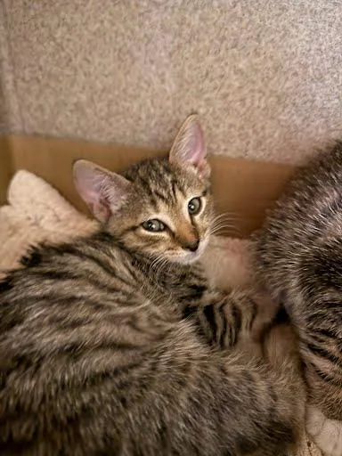 A baby small-sized male Domestic Short Hair cat named Gary the Gadget Guy for adoption in Washington, DC
