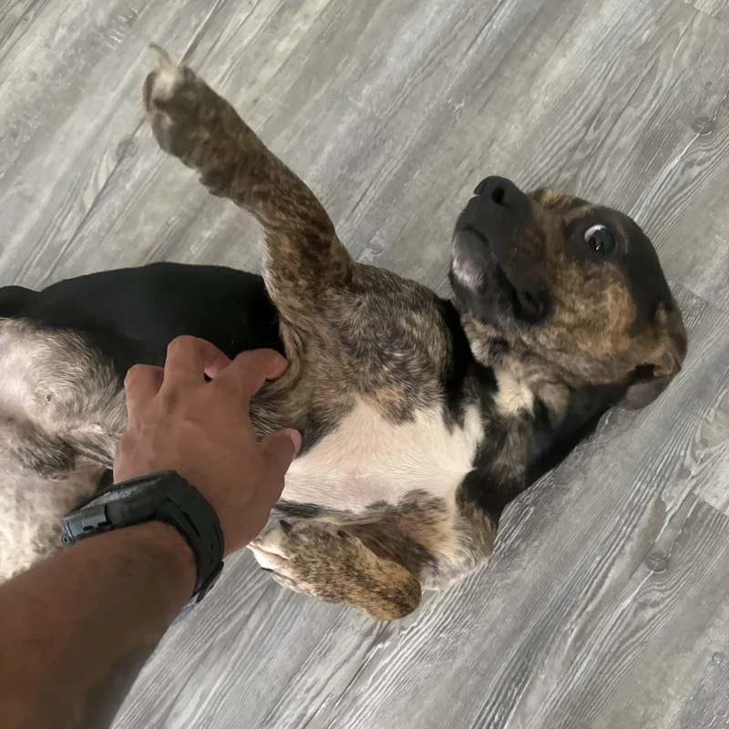 A young small-sized male Brindle Terrier dog named Zeus for adoption in atlanta, GA