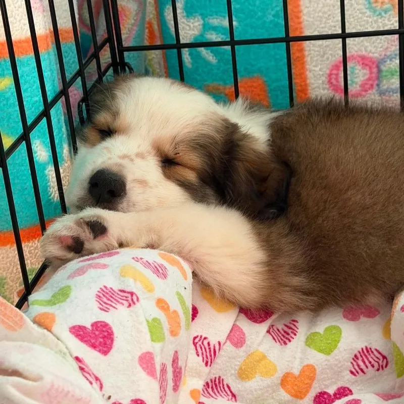 A baby small-sized female Brown / Chocolate Australian Shepherd dog named Lulu for adoption in Montgomery, TX