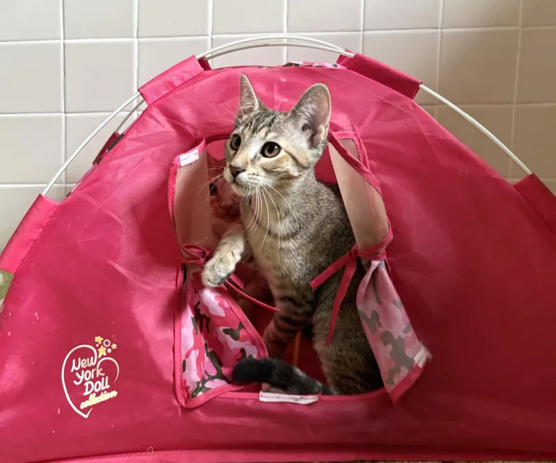 A baby medium-sized female Torbie Domestic Short Hair cat named Annabelle for adoption in Manitou Springs, CO