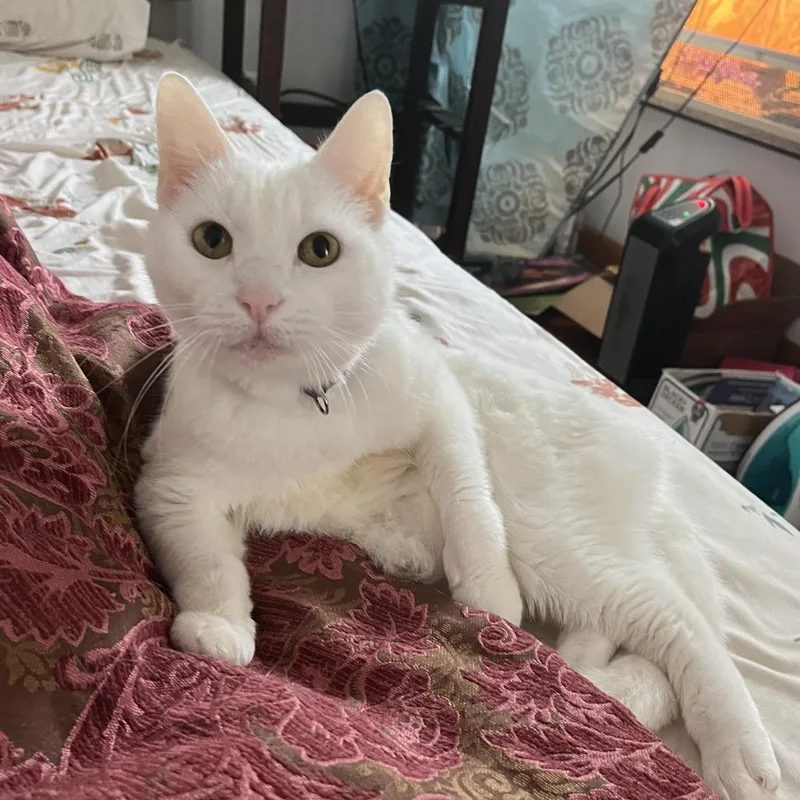 Missy Elliot thumbnail 3