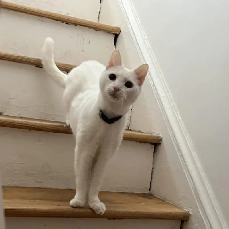 Missy Elliot thumbnail 4