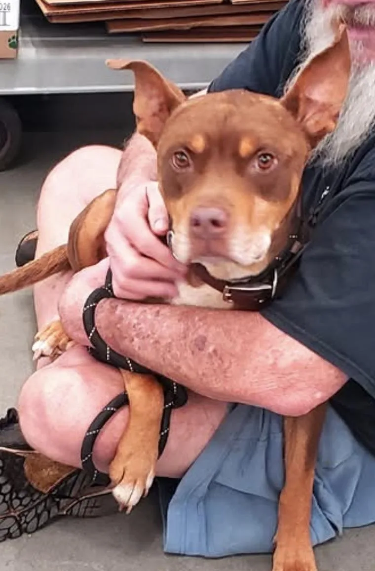 An adult medium-sized male American Staffordshire Terrier dog named Remy for adoption in Decatur, GA