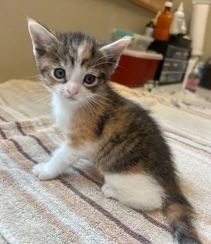 A baby small-sized female Domestic Short Hair cat named Bluejay for adoption in Fishers, IN