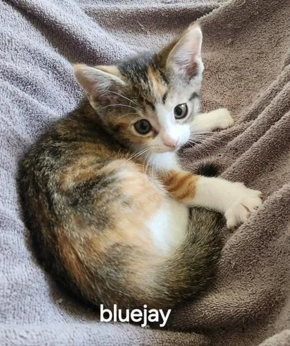 Bluejay thumbnail 2