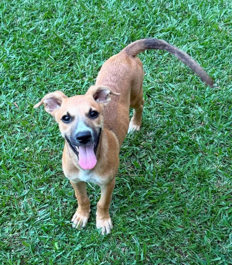 A baby medium-sized female Mixed Breed dog named Cherry HERE IN NH for adoption in Northwood, NH