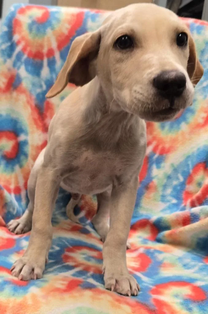 A baby medium-sized male Labrador Retriever dog named Hans for adoption in Murphysboro, IL