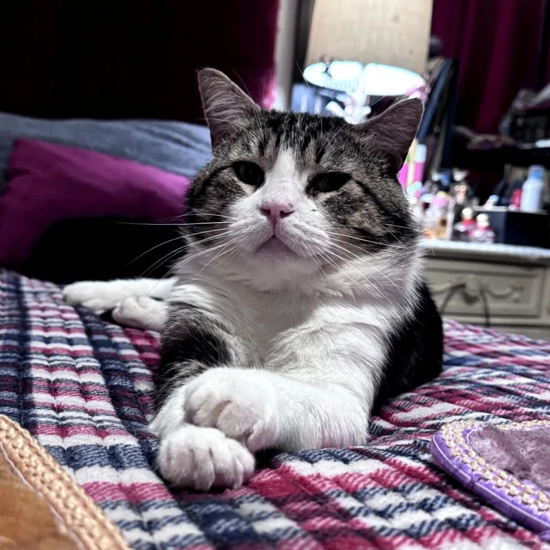 Tom thumbnail 2