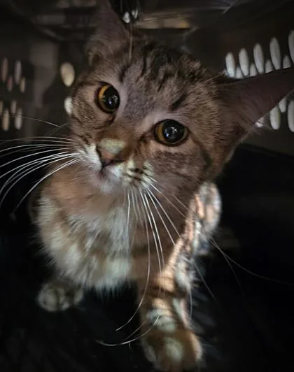 A young small-sized female Domestic Short Hair cat named Crystal for adoption in Klamath Falls, OR