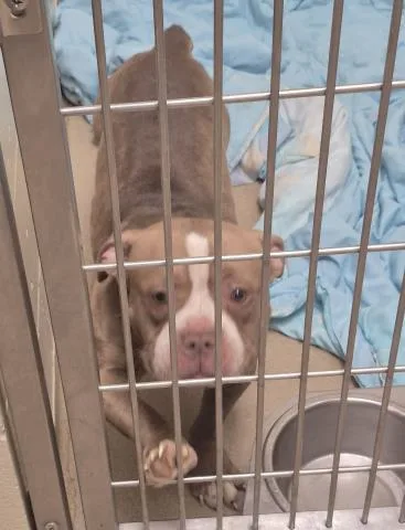 An adult medium-sized female Pit Bull Terrier dog named Strawberry Candy for adoption in Decatur, IL