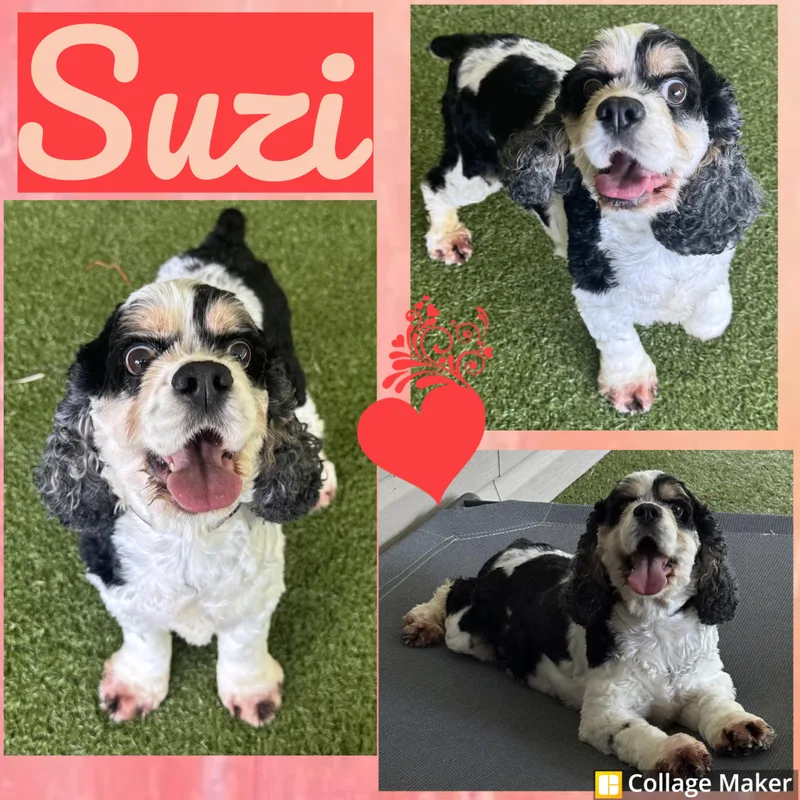 Suzi