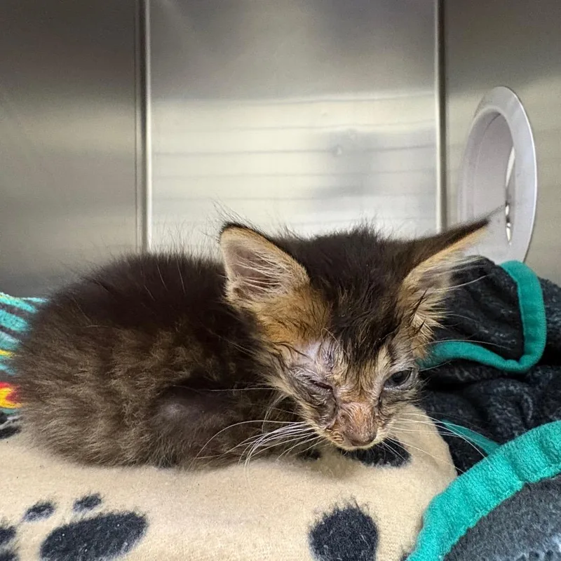 A baby small-sized male Gray / Blue / Silver Domestic Short Hair cat named Stroke for adoption in Milton, FL