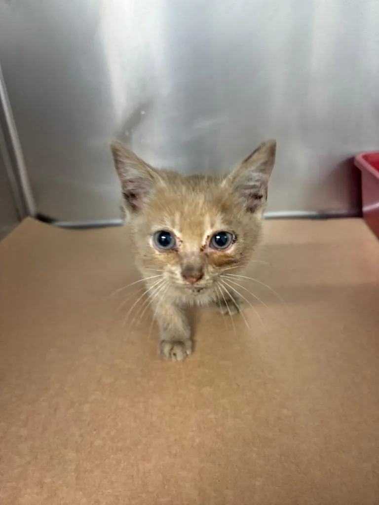 A baby small-sized male Domestic Short Hair cat named Parts for adoption in Cartersville , GA