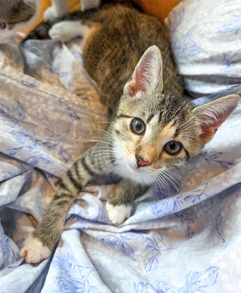 A baby small-sized female Tabby (Buff / Tan / Fawn) Domestic Short Hair cat named Emery for adoption in Fairfax Station, VA