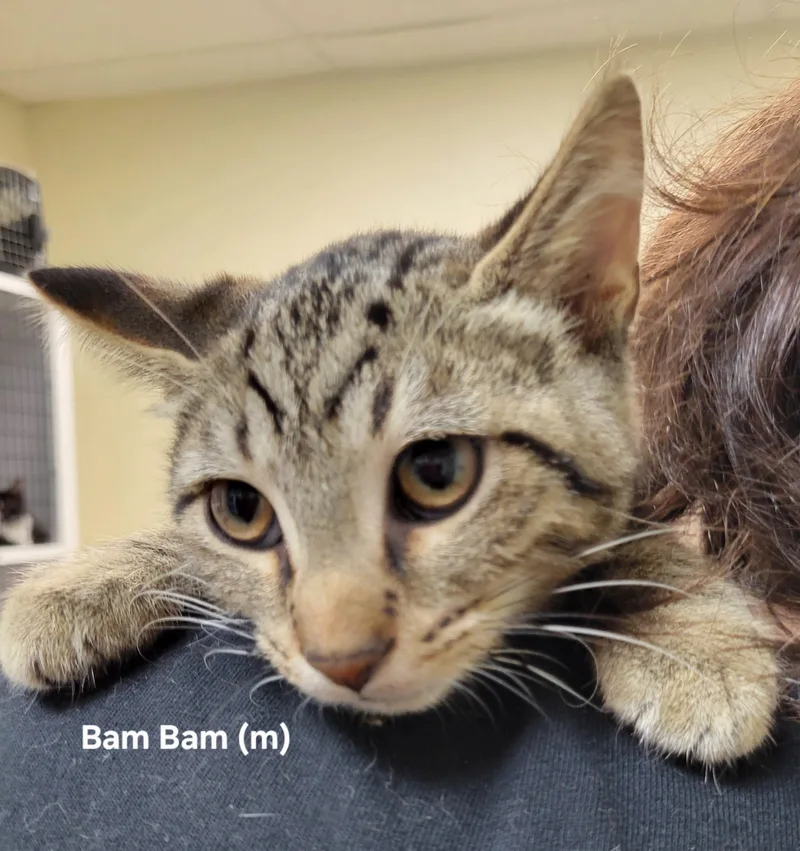 A baby medium-sized male Domestic Short Hair cat named Bambam for adoption in Mazon, IL