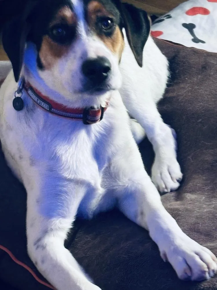 Bruiser