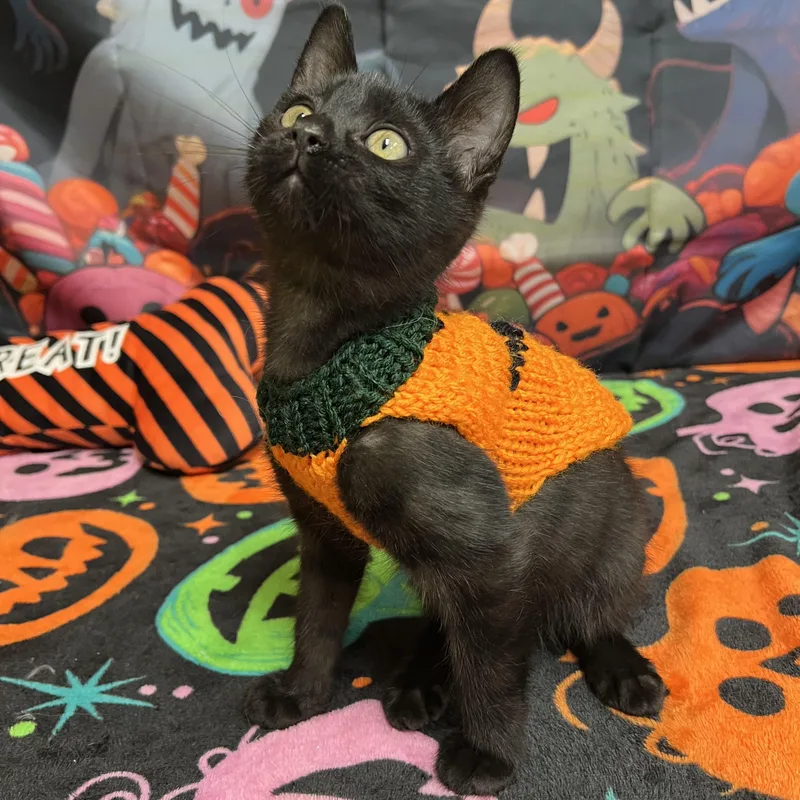 A baby medium-sized male Black Domestic Short Hair cat named Pizza for adoption in Fairmont, MN