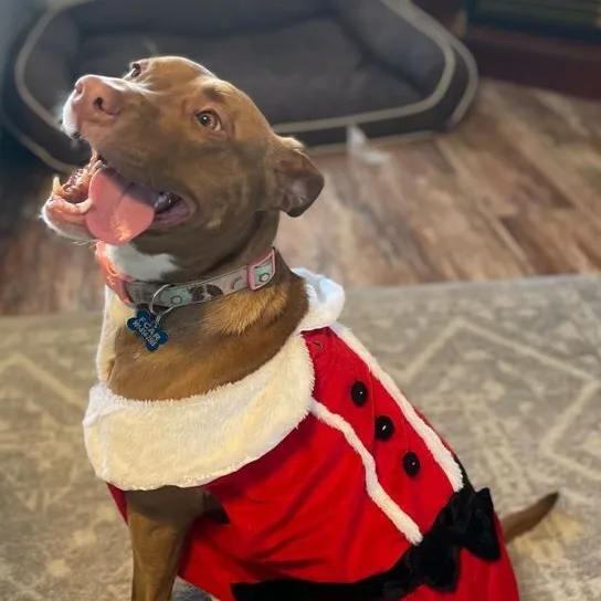 An adult medium-sized female Brown / Chocolate Mixed Breed dog named Artimiss for adoption in Rossville, TN