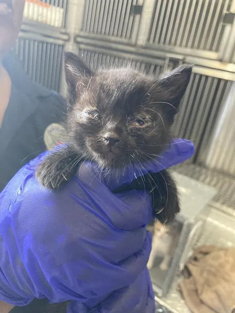 A baby small-sized male Domestic Short Hair cat named Wally for adoption in Dallas, TX