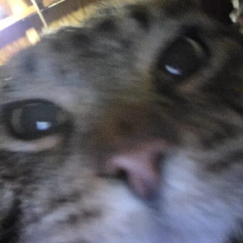 A young large-sized male Tabby (Brown / Chocolate) Domestic Short Hair cat named Max for adoption in Canal Winchester, OH