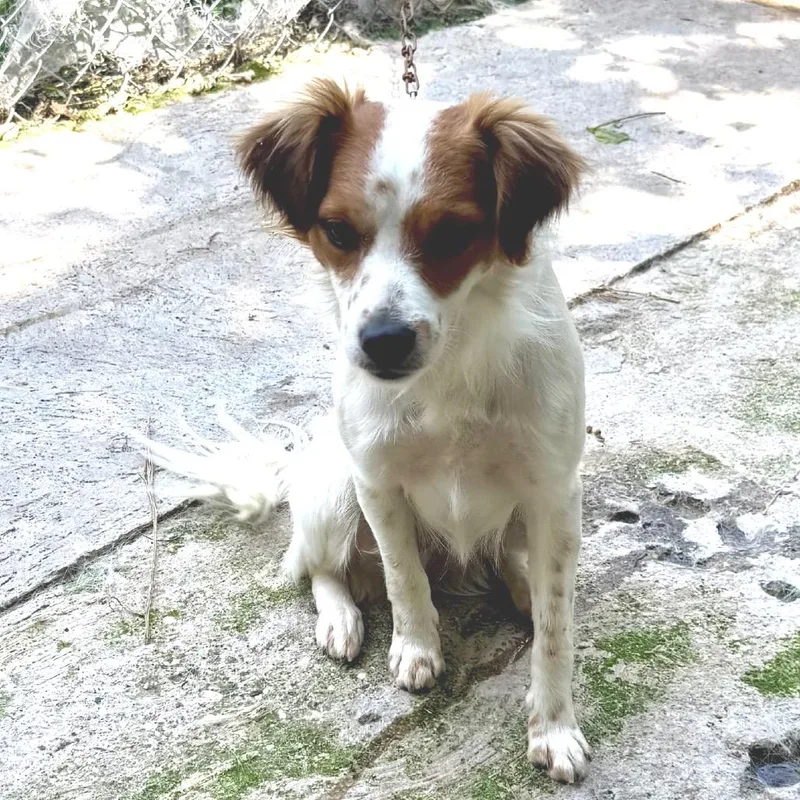 An adult small-sized male Red / Chestnut / Orange Papillon dog named Jacinto for adoption in Bend, OR
