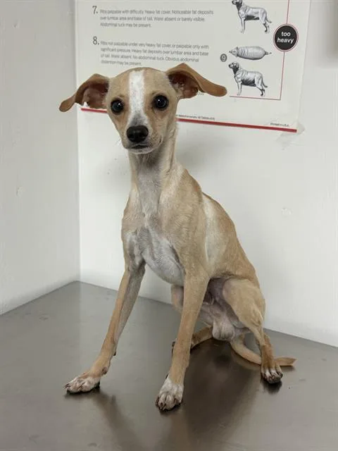A baby small-sized male Apricot / Beige Whippet dog named Boggie for adoption in Thousand Oaks, CA