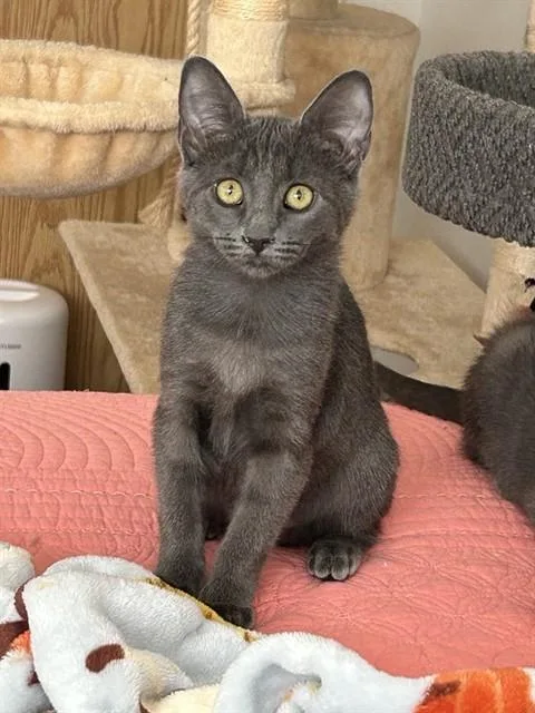 A baby small-sized female Domestic Short Hair cat named Winnie for adoption in West Valley City, UT