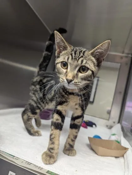 A baby small-sized male Domestic Short Hair cat named Watermelon Crawl for adoption in West Chester, PA