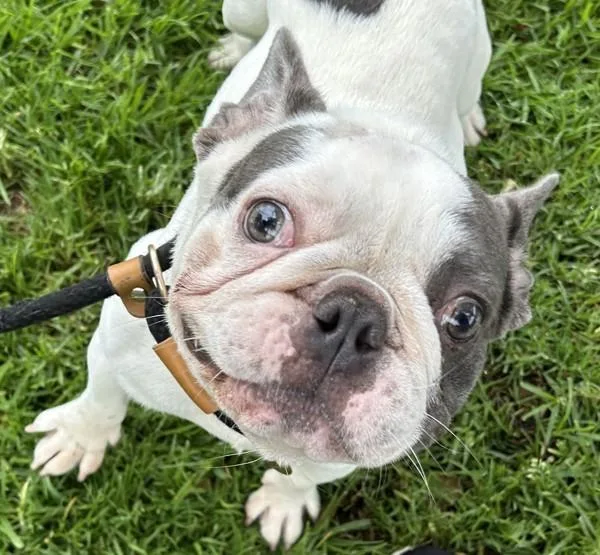 An adult medium-sized male French Bulldog dog named Bugs for adoption in Oakland, CA