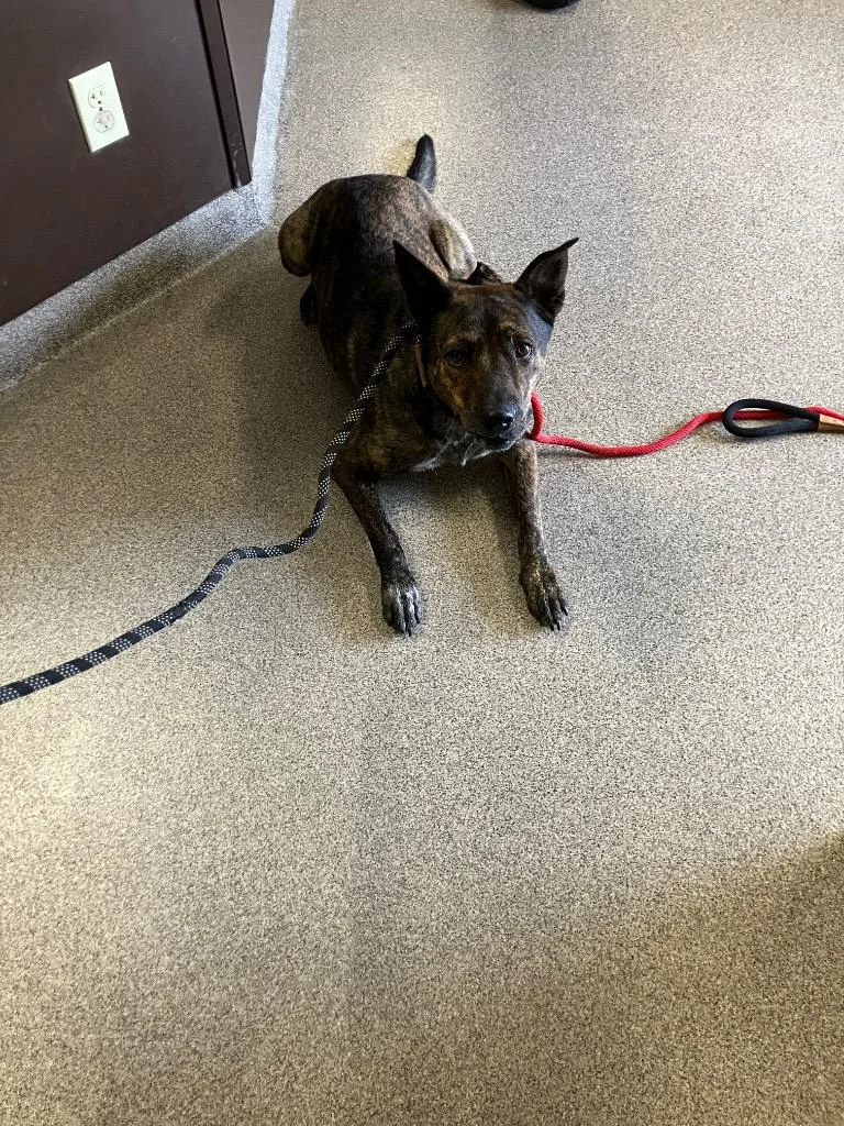 A young medium-sized male Dutch Shepherd dog named Dingo for adoption in Troy, OH
