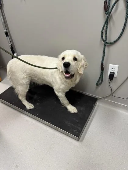 An adult large-sized female Retriever dog named Maisey for adoption in Missoula, MT