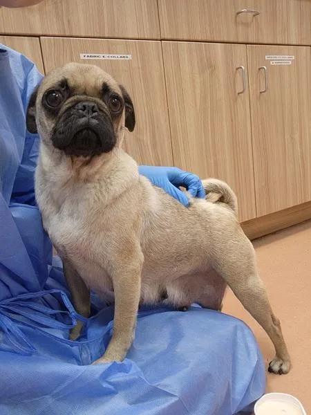 An adult small-sized female Pug dog named Seed for adoption in Kennewick, WA