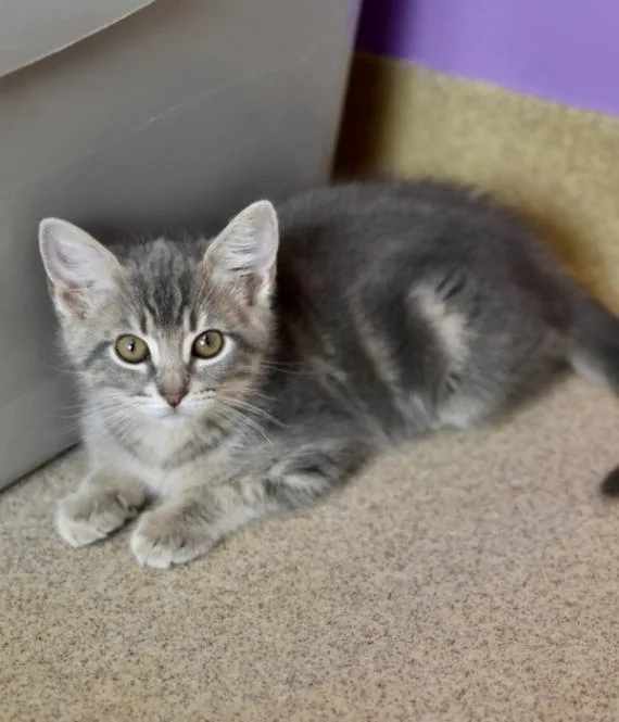 A young medium-sized male Tabby (Gray / Blue / Silver) Domestic Short Hair cat named Moe for adoption in Marietta, GA