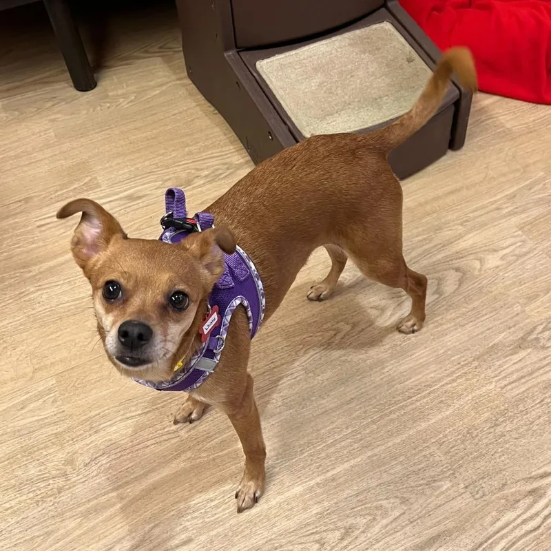 A senior small-sized female Brown / Chocolate Chihuahua dog named Whistle for adoption in San Francisco, CA
