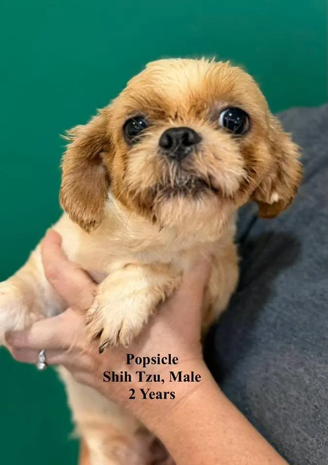 A young small-sized male Golden Shih Tzu dog named Popsicle for adoption in Blue Springs, MO