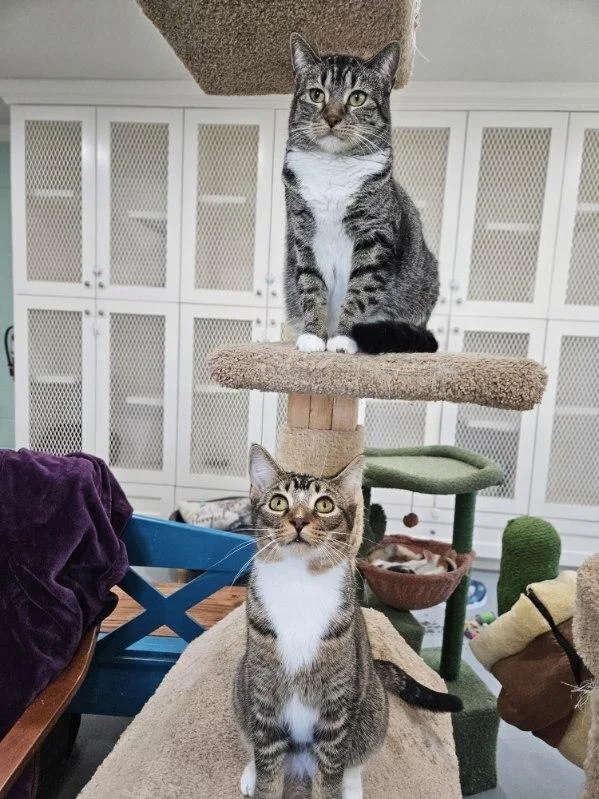 A young small-sized female Gray & White Domestic Short Hair cat named Kiara for adoption in San Leon, TX