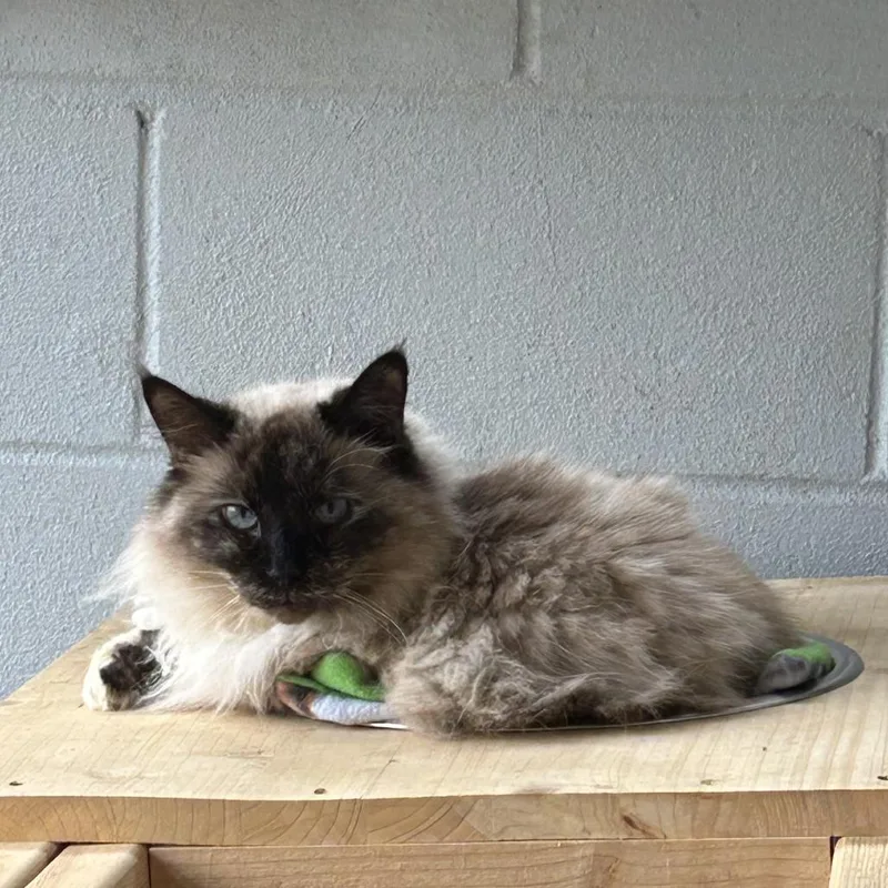 An adult small-sized male Brown / Chocolate Siamese cat named Yoshi for adoption in Enterprise, AL