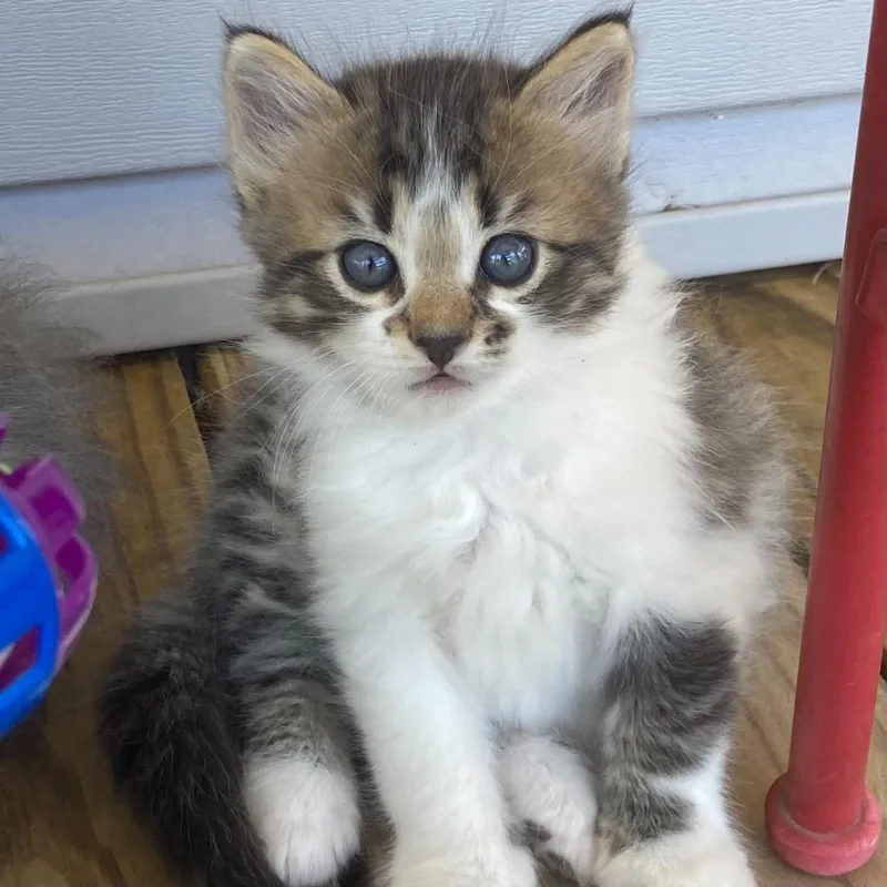 A young medium-sized male Domestic Medium Hair cat named Kaycee for adoption in Fort Payne, AL