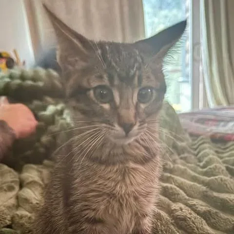A young large-sized male Brown / Chocolate Domestic Short Hair cat named Espresso for adoption in Los Angeles, CA