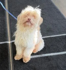 A young small-sized male Maltese dog named Yeti for adoption in Toledo, OH