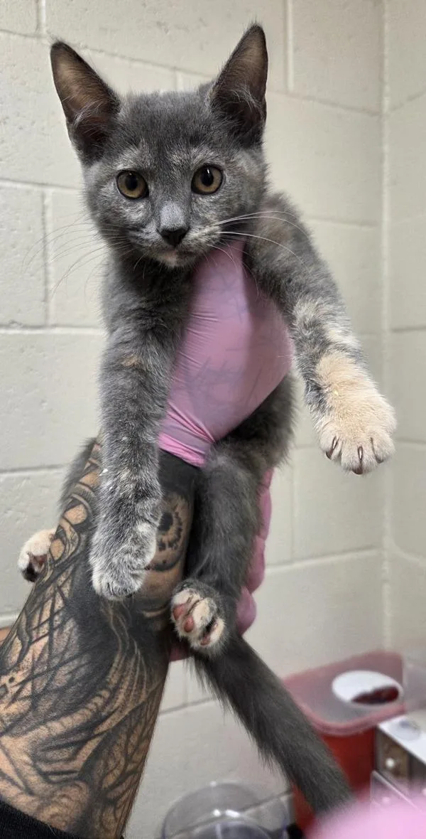 A baby small-sized female Domestic Short Hair cat named Bonnie for adoption in El Cajon, CA