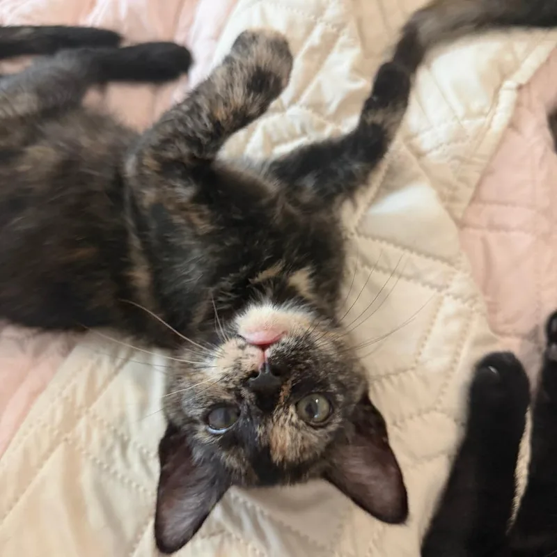 A baby small-sized female Black Domestic Short Hair cat named Grape Vine for adoption in Austin, TX