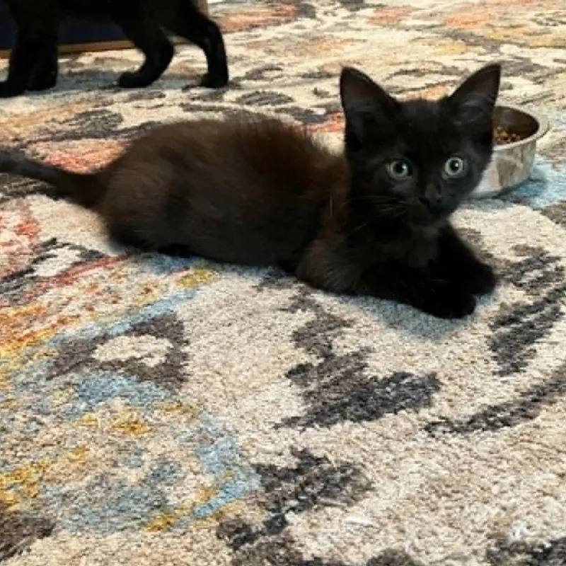 Cocoa