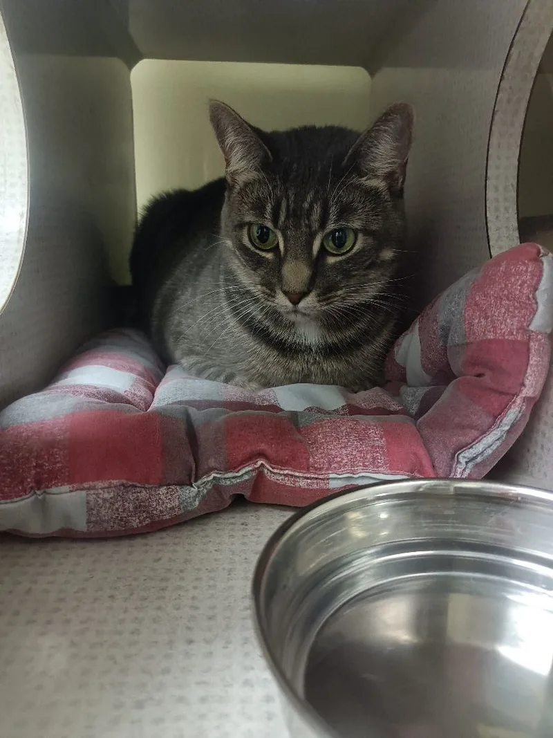 An adult large-sized female Gray & White Domestic Short Hair cat named Charlie for adoption in Huntington Beach, CA