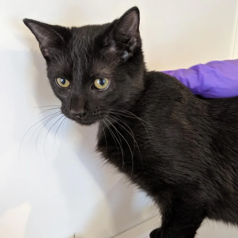 An adult small-sized male Black Domestic Medium Hair cat named Putty for adoption in New York, NY