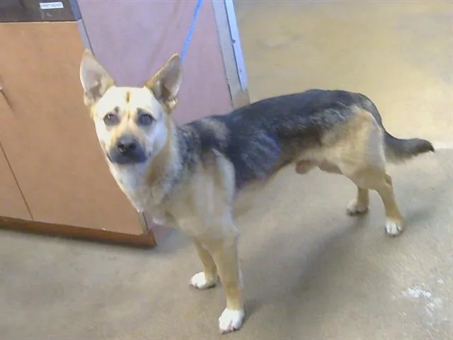A young medium-sized male German Shepherd Dog dog named Chad for adoption in Sacramento, CA