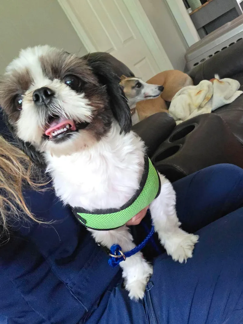 An adult small-sized female Shih Tzu dog named Miss Priss for adoption in Parrish, FL