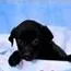 A baby medium-sized female Black Labrador Retriever dog named Mac for adoption in Tampa, FL