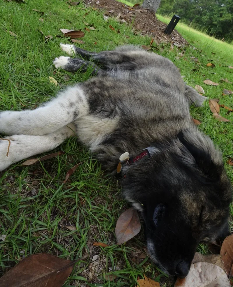 A young large-sized female Caucasian Sheepdog / Caucasian Ovtcharka dog named Courtesy  Girly for adoption in Mobile, AL